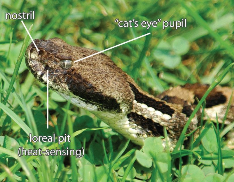 Sense organs of a typical venomous snake.