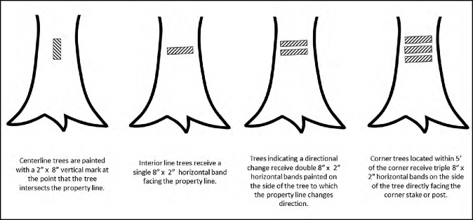 Graphic of the bottoms of four tree trunks. The first is marked with a vertical band, establishing the point where the tree intersects the property line. The second has a horizontal band, which should be placed on interior trees facing the property line. The third has two horizontal bands, which indicate the side of a tree where the property line changes direction. The fourth has three horizontal bands, which should be placed on trees within 5 feet of the corner, directly facing the corner tree or post.