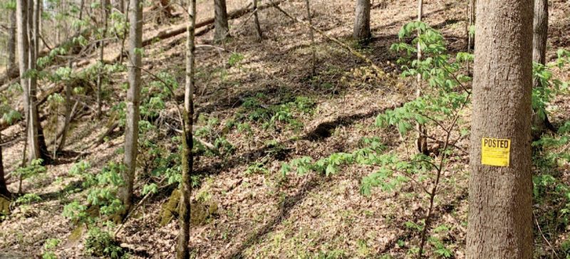 An eye-level view of a hardwood forest comprised of a mix of small, medium, and large stems. A yellow posted sign is attached to the stem of a large tree on the bottom right. Dead leaves are on the ground and a few small green shrubs are growing among the trees.