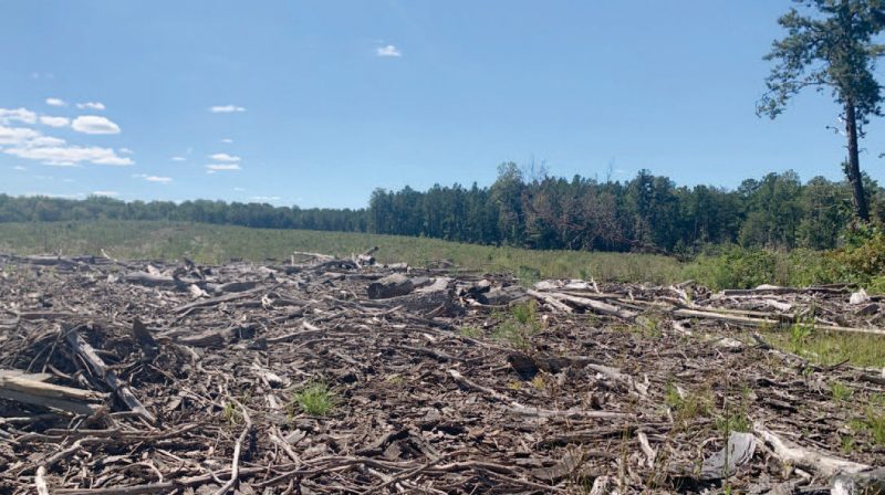A large recent clearcut in a pine forest. In the background, there are mature planted loblolly pines. In the foreground, there is woody debris scattered and interspersed with green grass throughout the open area. A blue sky is above.