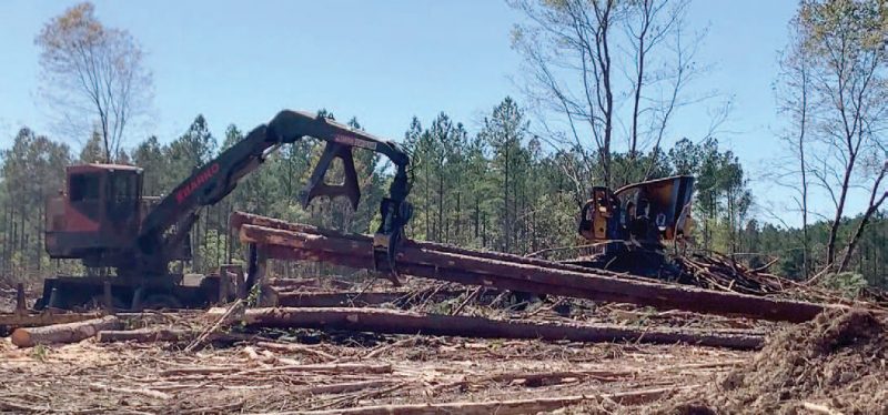 Wide view of a machine with a grapple arm holding on to two long logs that were recently cut. The logs have had their limbs removed and some of the bark scraped off near the base of the stems. In the foreground, there are tree-length logs laying on the ground, as well as a pile of dirt. In the background, there are three medium-sized hardwood trees with leaves, and a mature loblolly pine forest. Blue sky above.