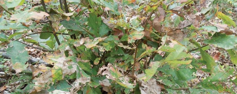 A closeup of a white oak stump sprout. Multiple 2–3-foot stems are growing from a single cut stump. There are some green oak leaves and some brown ones.