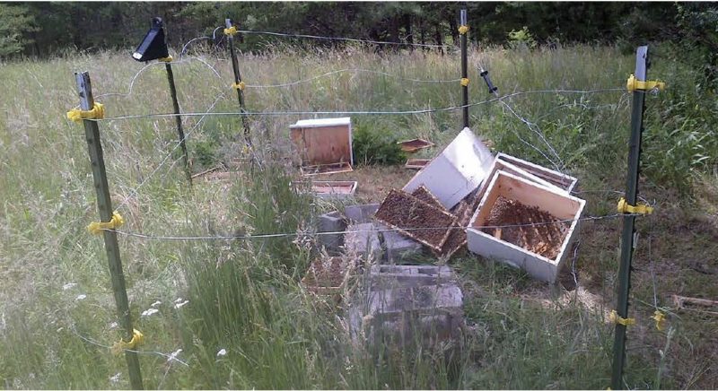 A broken electric fence surrounds toppled beehives located in tall grass with forest in the background.