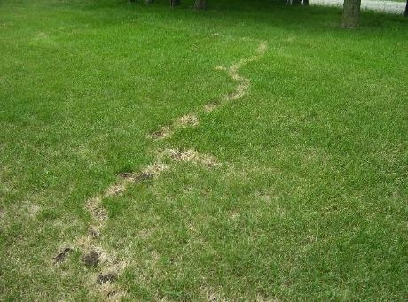 A green lawn with an elongated, irregularly shaped brown patch spreading down the middle.