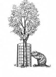 A drawing of a tree protected from an inquisitive beaver by wire fencing.