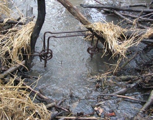 A metal trap half-submerged in a beaver run with the top tips of the two prongs of the trigger just above the water line.