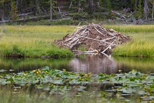 A dome-like structure made of mud and sticks rising above grassy area adjacent to a body of water.