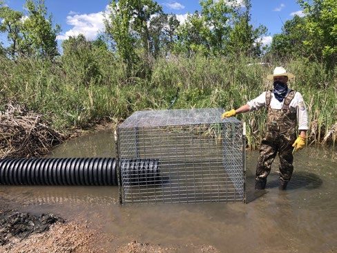 Man standing ankle-deep in water with hand on top of a cage made of wire fencing. A culvert pipe is inserted at the bottom of the cage; the cage protects the end of the pipe from being blocked with debris.
