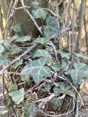 English ivy vine climbing up a fence post.