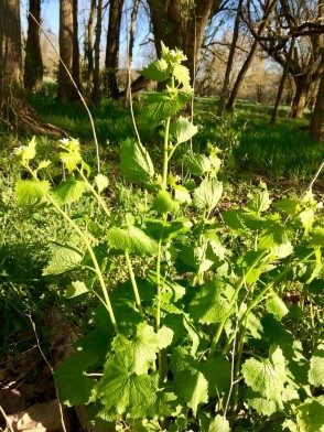 A patch of garlic mustard.