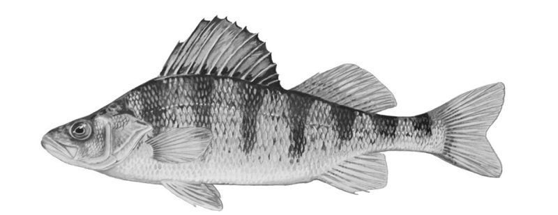 Perch Fish