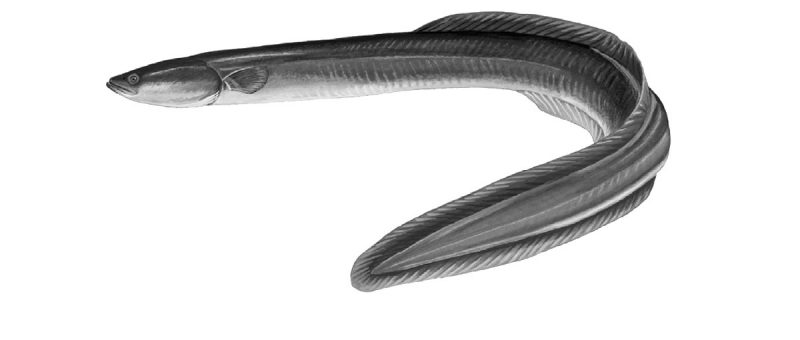 Photo of an eel