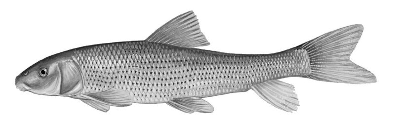 Photo of a suckers fish