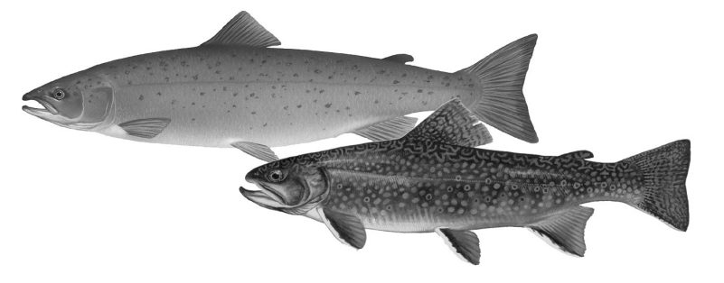Photo of a salmon fish