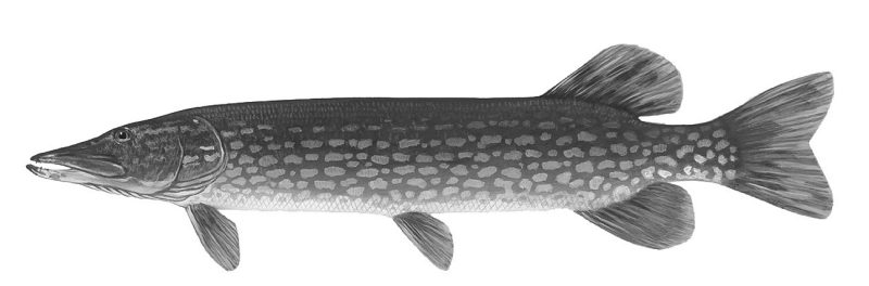 Photo of a Pike fish