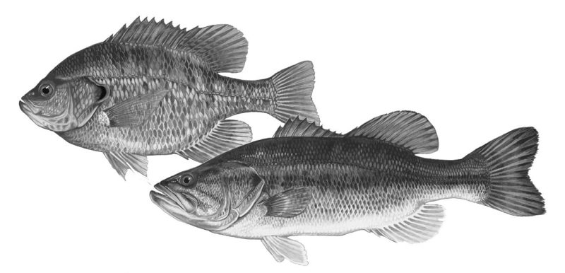 Photo of a sunfish