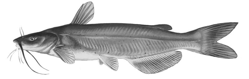 Photo of a catfish