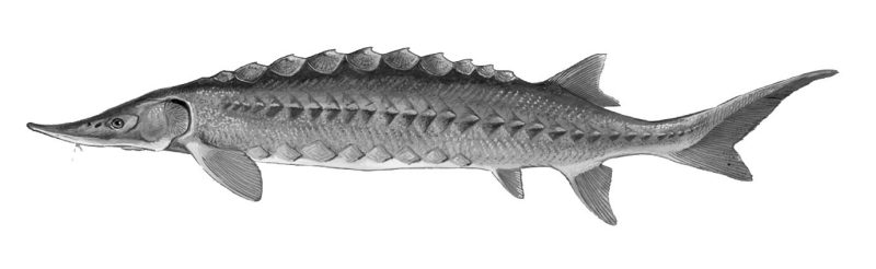 Photo of a sturgeon