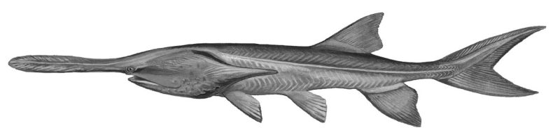 Photo of a paddlefish