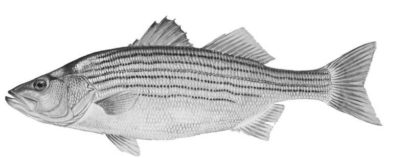 Photo of a bass