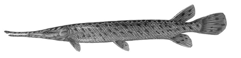 Gar Fish