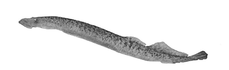 Photo of a lamprey