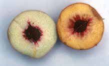 Photo of a halved fruit.