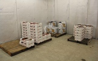 Photo of fruit containers in a cooler.