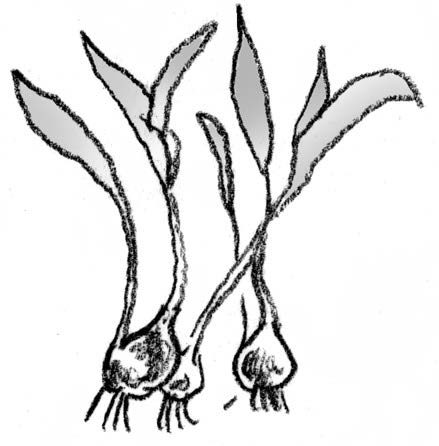 Illustration of bulbs