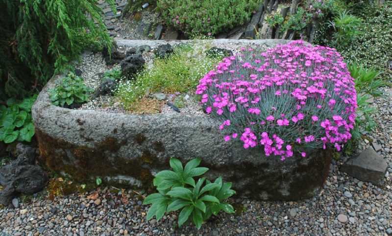 Desde la fotografía 2 hasta la 5 se muestran ejemplos de muchas combinaciones de plantas para la jardinería en macetas.