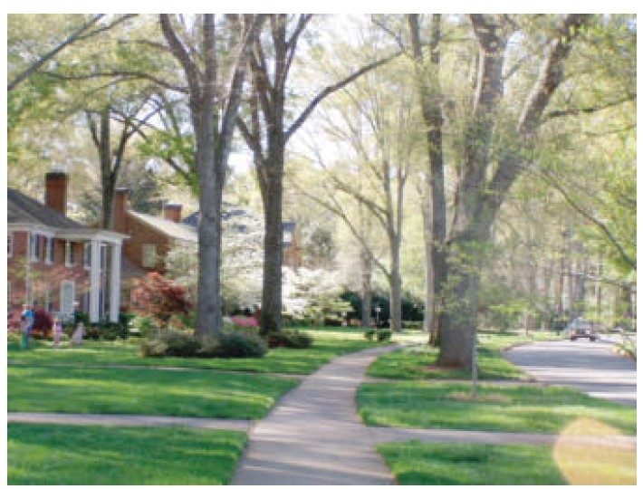 An example of urban trees.