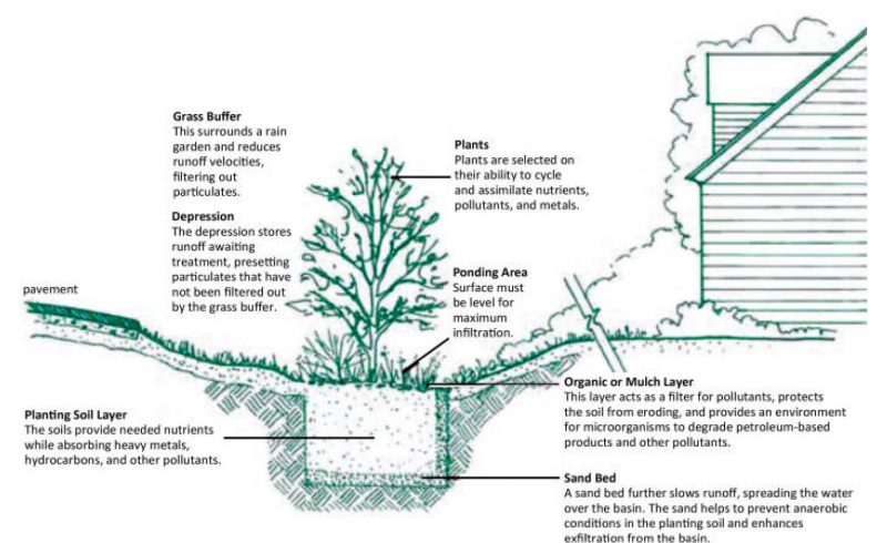 Cross-section of a rain garden with descriptions of each component.