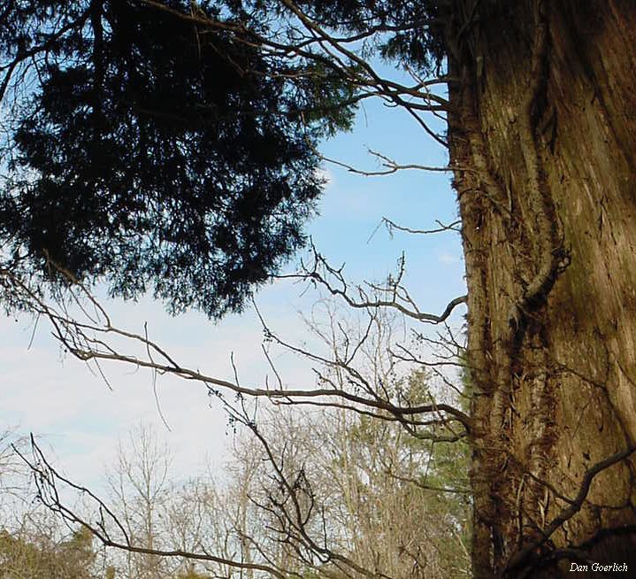 Roots extending vertically from a tree trunk with blue sky and green trees in the background.