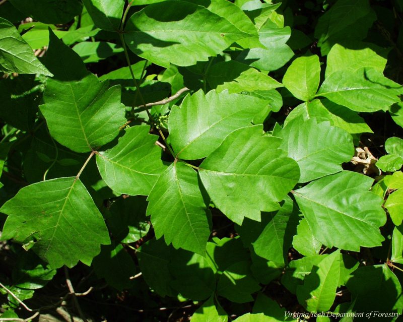 Vibrant green poison ivy leaves up close in the sunlight.