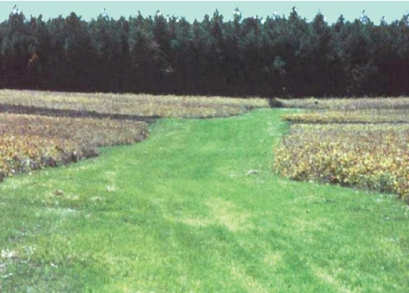 Typical vegetated filter strip.