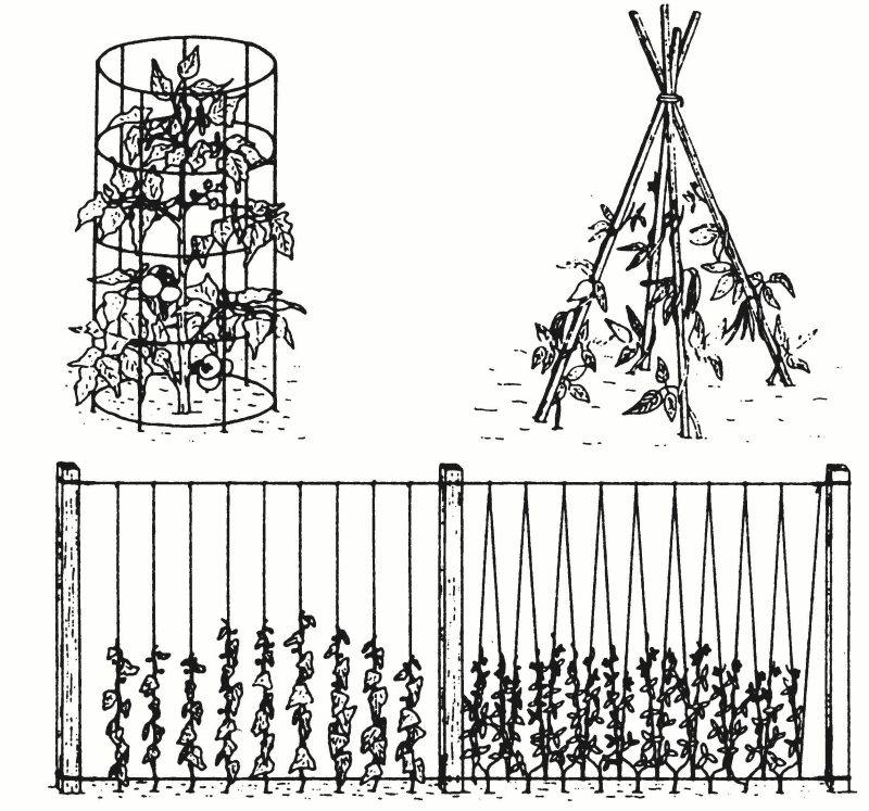 Tools and Plans for Vertical Gardening 