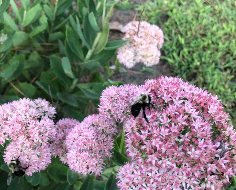 A bumble bee on a cluster of yellow flowers.