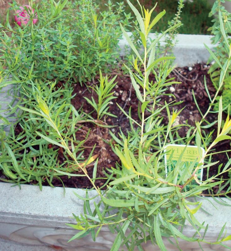 French tarragon (Artemesia dracunulus). 