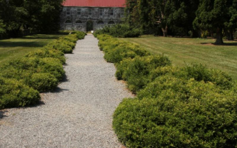 Lines of the slow- and low-growing 73-year-old planting of Dwarf Korean Boxwood