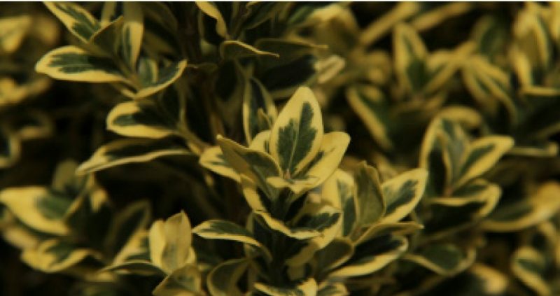 Cream and green foliage colors of Buxus sempervirens ‘Elegantissima’.