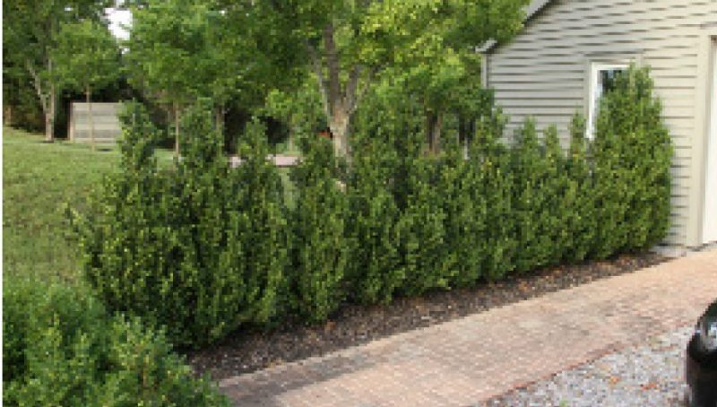 Upright boxwood shrubs planted along the side of a house near a brick pathway.