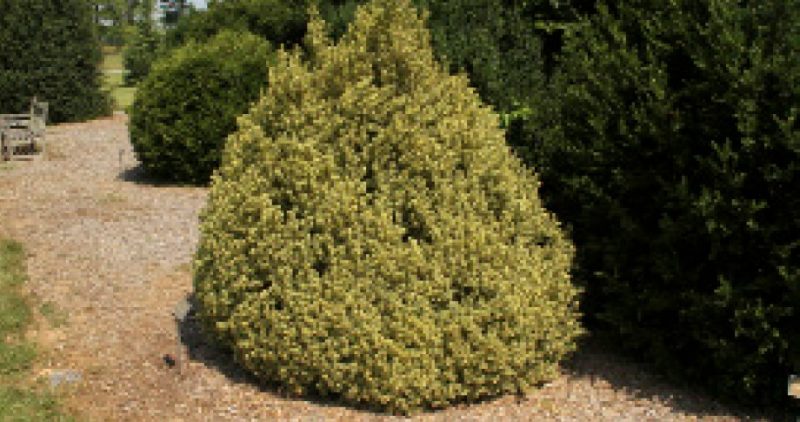 Upright oval form of the variegated Buxus sempervirens ‘Elegantissima’.