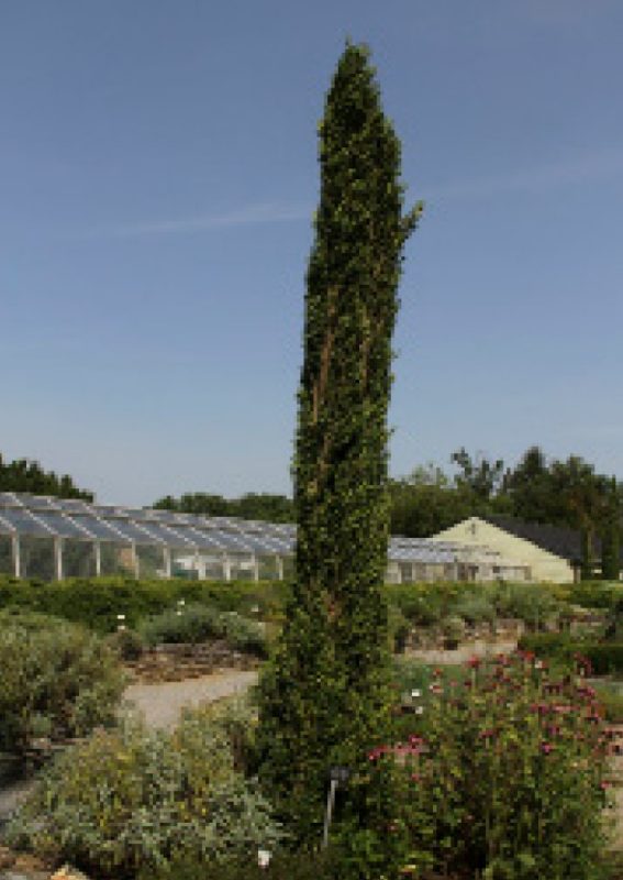 Tall, narrow boxwood shrub growing upright in a garden setting.
