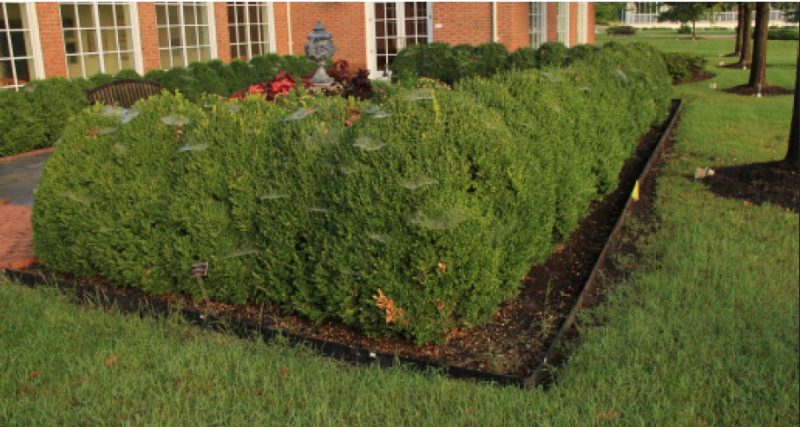 Upright oval form of Buxus ‘Green Mountain’.