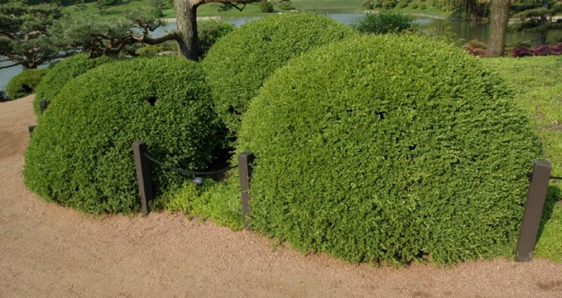 Rounded form of Buxus sinica var. insularis ‘Wintergreen’.