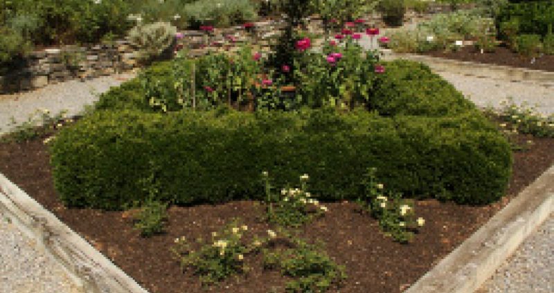 Boxwood shrubs used to edge a garden bed with flowers in the center.