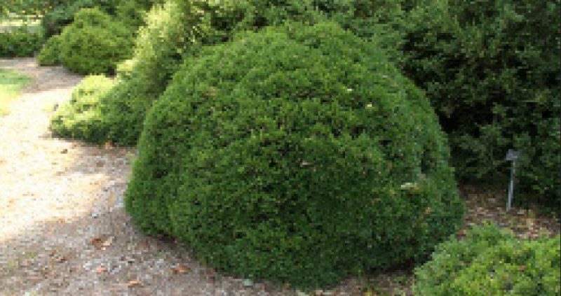 Round, compact boxwood shrub in a garden bed, with other shrubs in the background.
