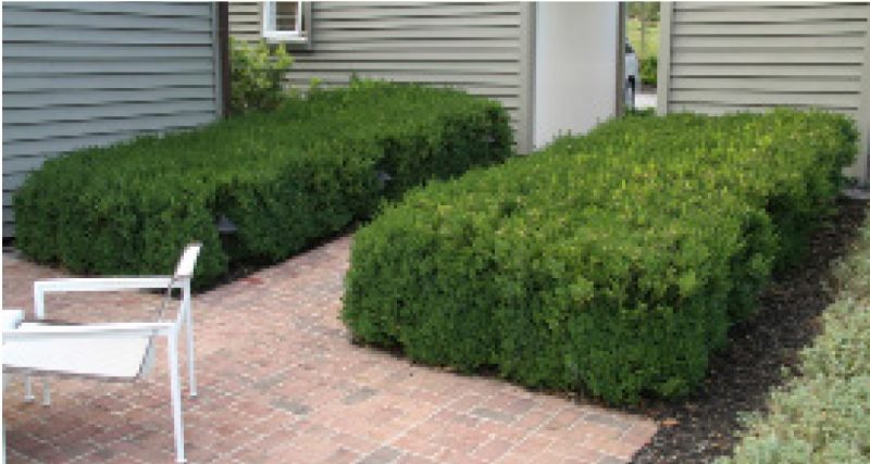 Boxwoods framing an entryway.