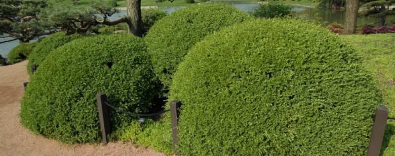 A group of round, dense green boxwood shrubs in a landscaped garden.