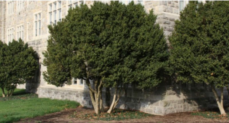 Upright oval form of Buxus sempervirens.